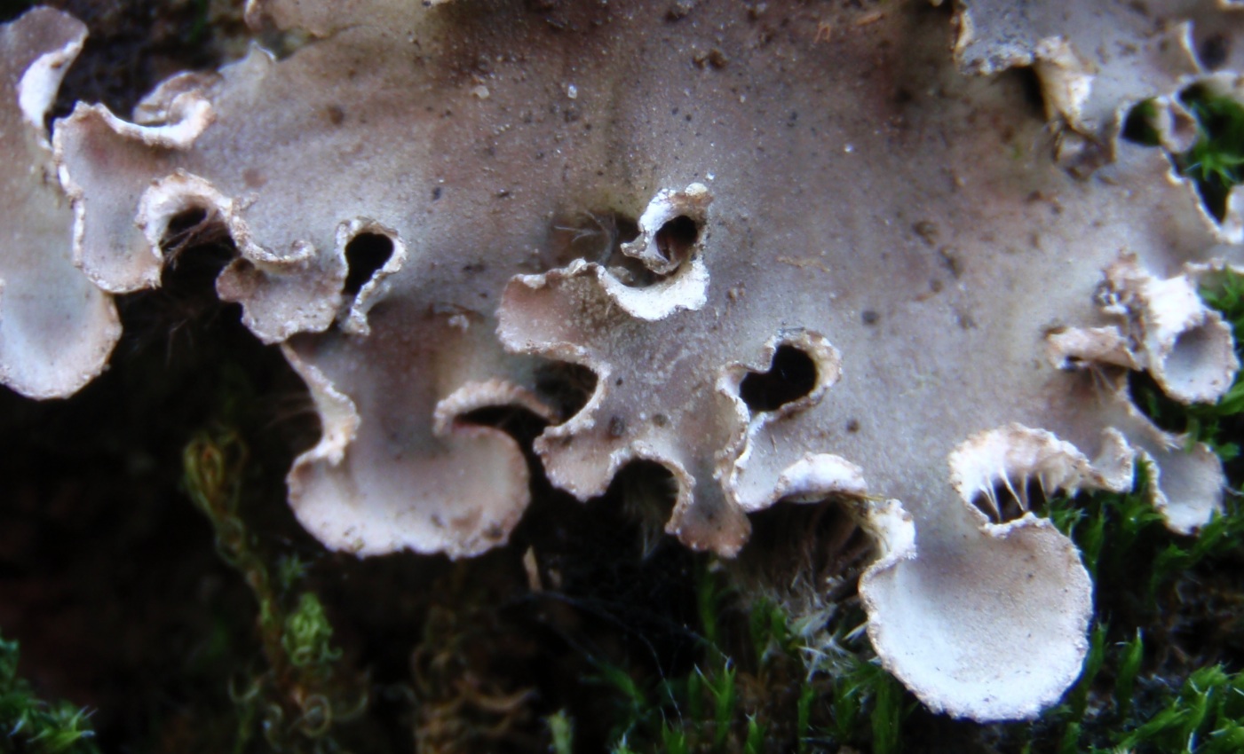 Peltigera praetextata